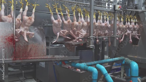 The chickens hanging on the rail are decapitated before going into the process of slaughtering the chicken parts
