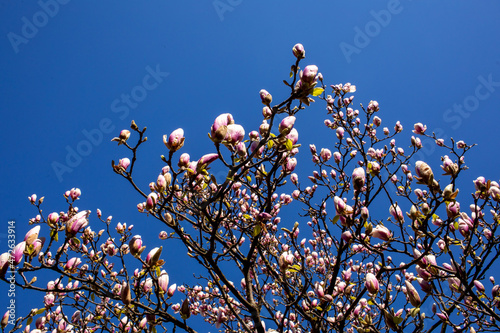 Bright white and pink flowering branches in bloom of a magnolia tree in the garden against a blue sky background on a beautiful sunny day in the spring time