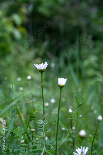 Gänseblümchen