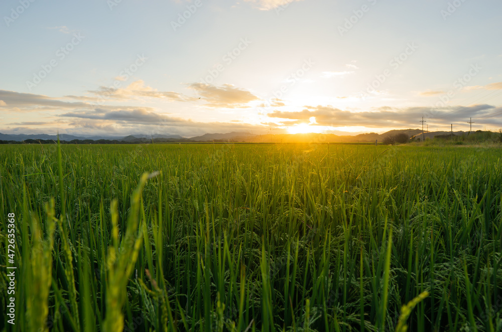 sunset on a plantation