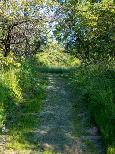 Waldweg