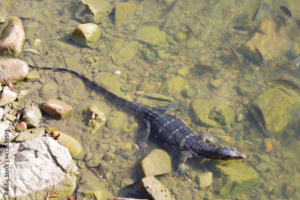 Obraz premium マレーシア ランカウイ島 オリエンタルヴィレッジのトカゲ