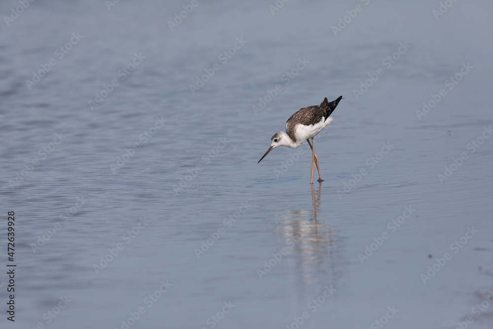 Black-winged Stilt Himantopus himantopus in Camargue, south-eastern France