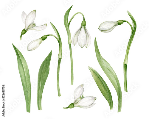 Papier peint Snowdrops for spring mood