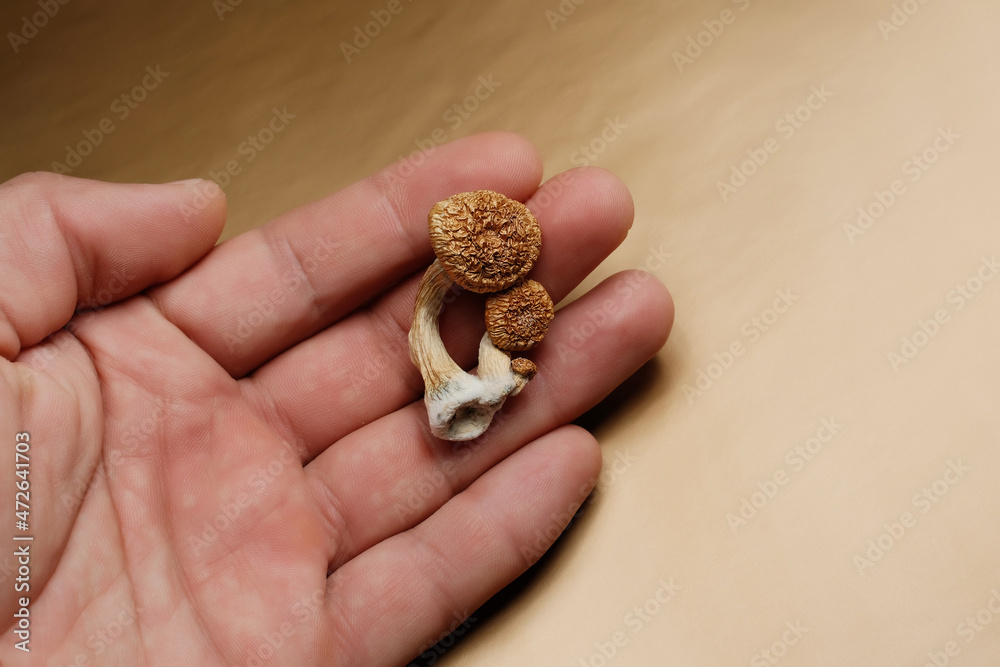 Psilocybin mushrooms in man's hand on golden background. Psychedelic magic Golden Teacher mushrooms. Hallucinogen trip. Psychotropic therapy. Psilocybin mushrooms in man's hand on golden background. Psychedelic magic Golden Teacher mushrooms. Hallucinogen trip. Psychotropic therapy.