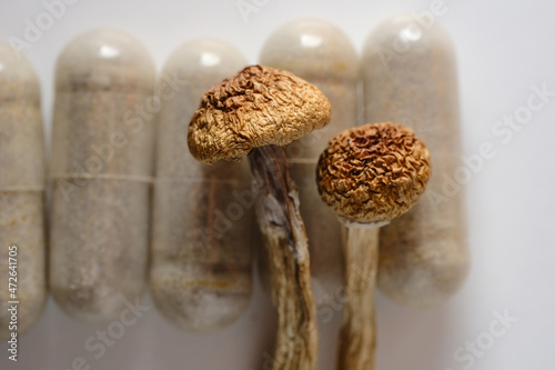Micro dosing concept. Dry psilocybin mushrooms as natural herbal pills on white background. Psychedelic magic mushroom as medical supplement.