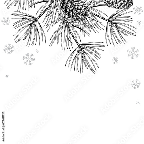 Forest pine branch card. Black and white and drawn vector illustration.