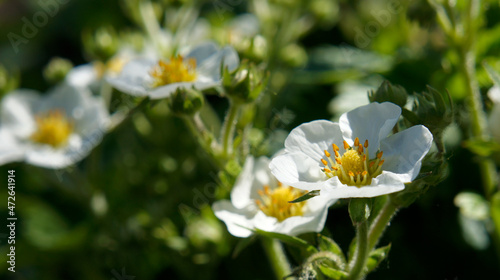 spring flowers