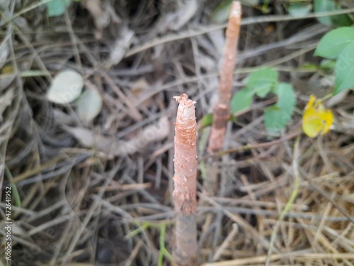 Mangrove pneumatophore roots stick up from the soil like snorkels. mangrove roots. Avicennia marina.