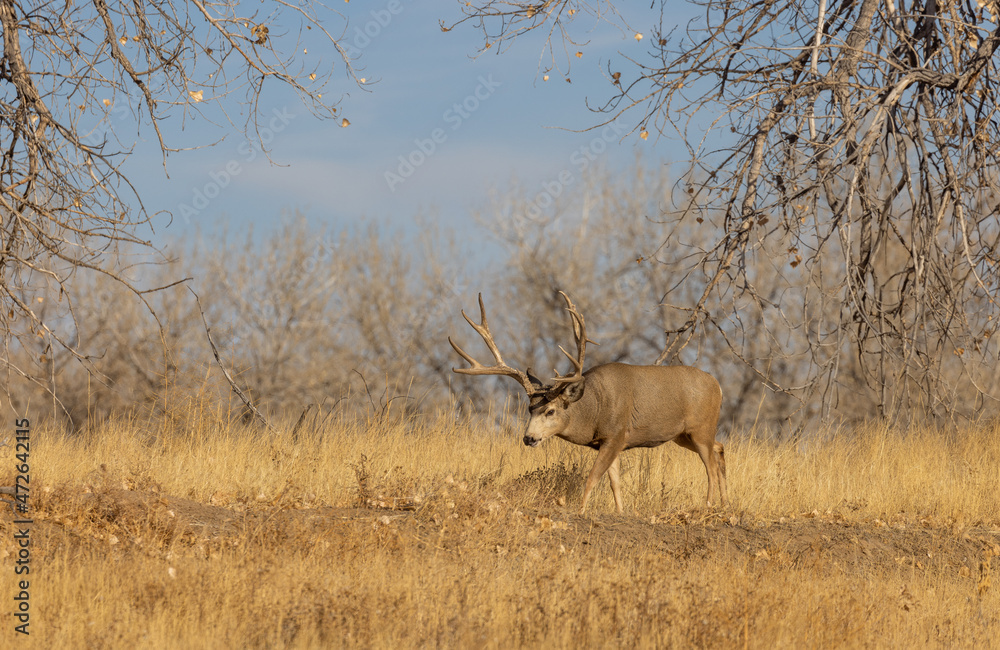 Naklejka premium Mule Deer Buck in Autumn in Colorado
