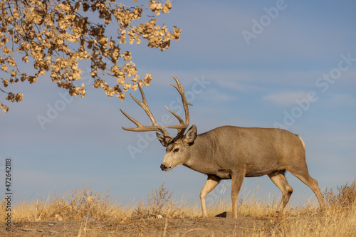 Mule Deer Buck in Autumn in Colorado