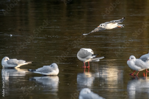 Black-Headed Gulls on a frozen pond during winter. Non breeding adult Black Headed Gull