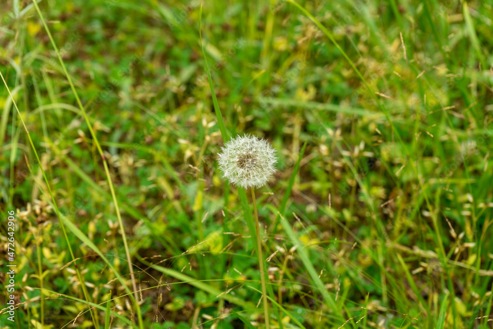 Close up of faded Dandelion on green background. Taraxacum officinale Close up of faded Dandelion on green background. Taraxacum officinale