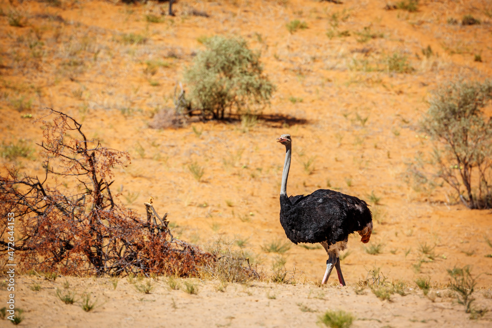 Naklejka premium African Ostrich in Kgalagadi transfrontier park, South Africa ; Specie Struthio camelus family of Struthionidae