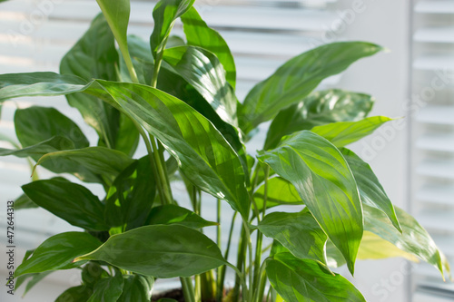 Tropical plant spatizillum on a sunny windowsill. Home floriculture concept.