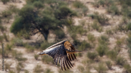 Photos Kori bustard in flight with natural background n Kgalagadi transfrontier park, S