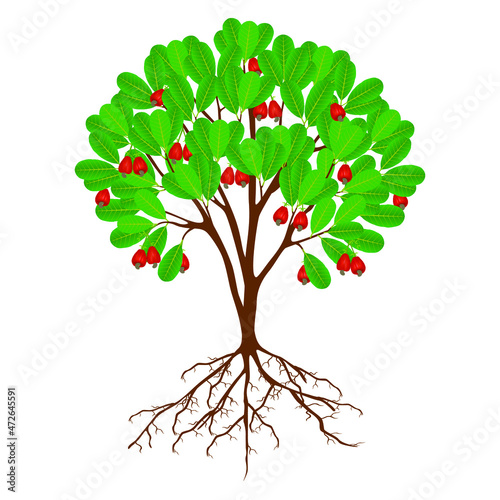 Cashew nut tree with fruits and roots on a white background.