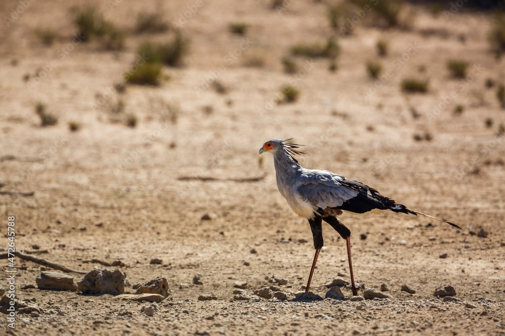 Obraz premium Secretary bird walking in dry land in Kgalagadi transfrontier park, South Africa; specie Sagittarius serpentarius family of Sagittariidae