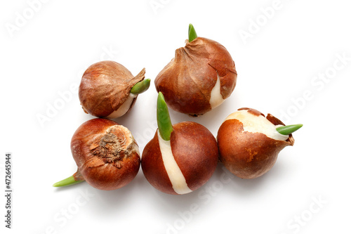 Bulbs of tulip flowers ready for planting in a garden or flower garden in autumn or spring in the ground