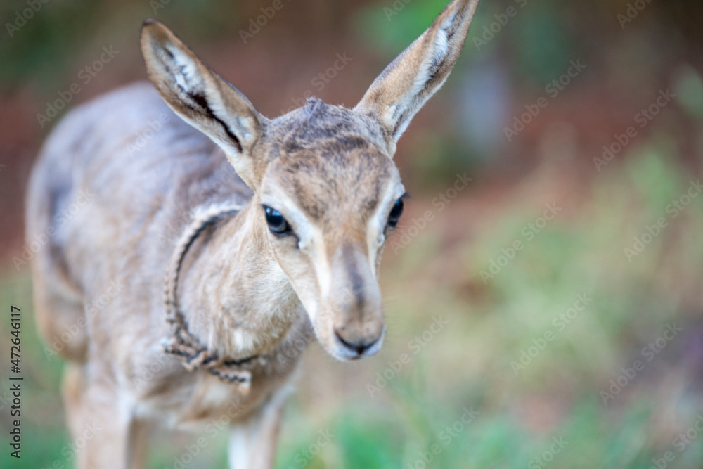 Gazelles in mountain gazelle rehabilitation center in Hatay Gazelles in mountain gazelle rehabilitation center in Hatay