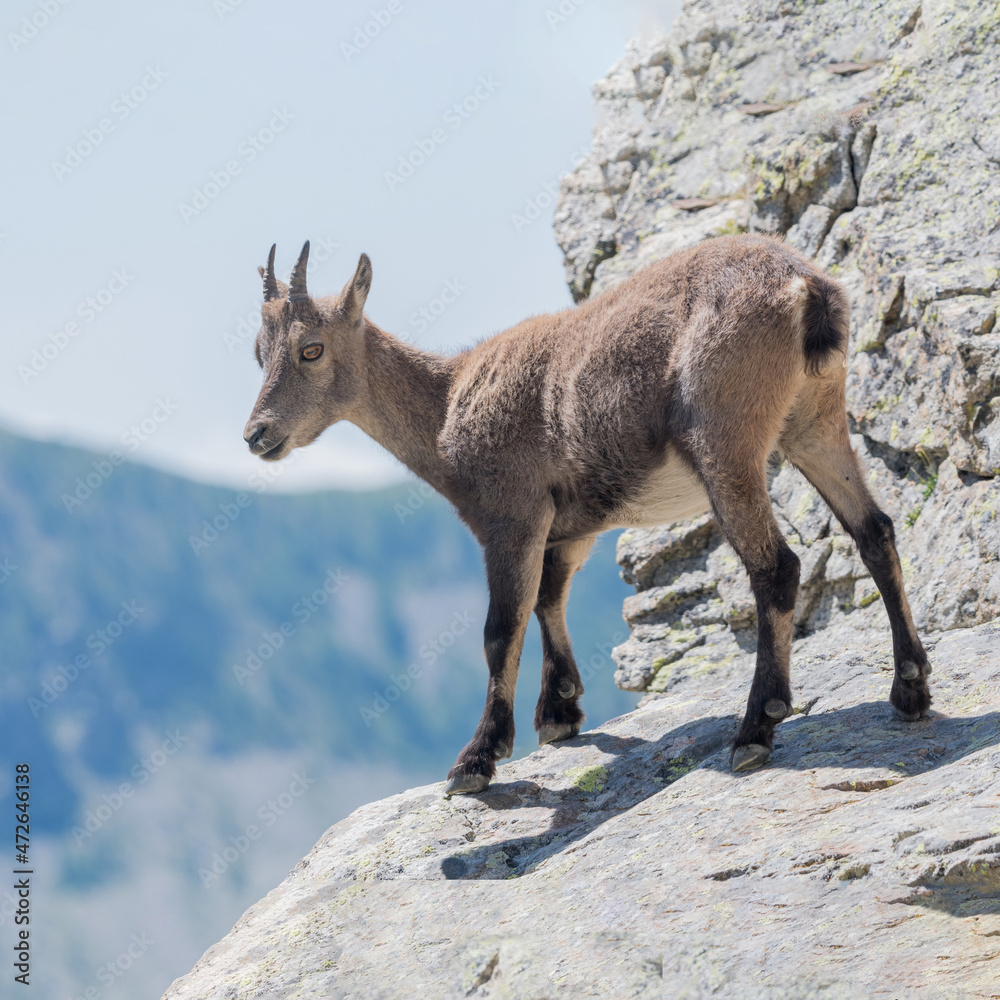 Jeune chevreau de bouquetin au bord du vide dans un massif montagneux des Alpes Jeune chevreau de bouquetin au bord du vide dans un massif montagneux des Alpes