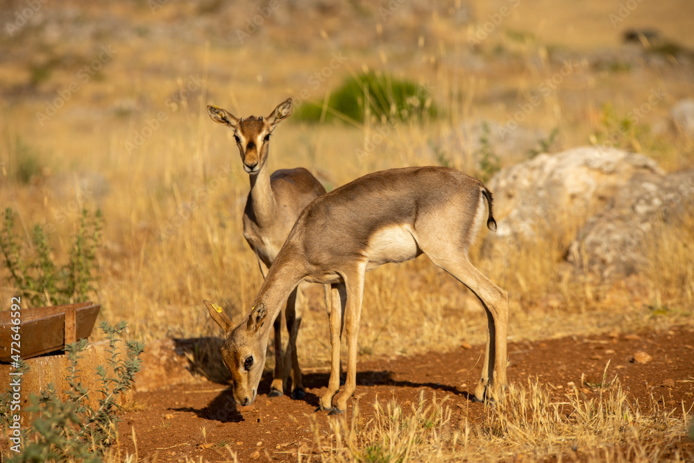 Gazelles in mountain gazelle rehabilitation center in Hatay