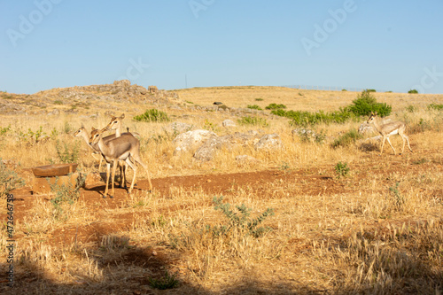 Gazelles in mountain gazelle rehabilitation center in Hatay