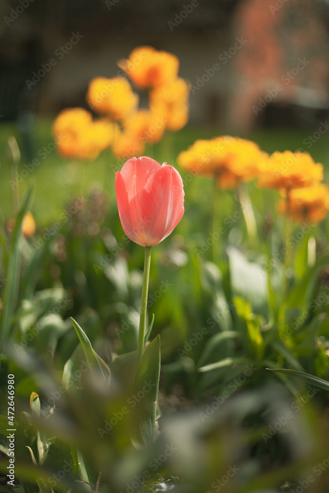 Fototapeta premium Tulips in the garden