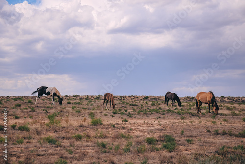 herd of horses