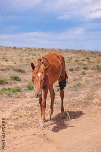 donkey in the desert