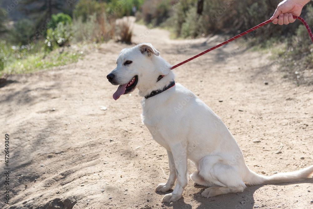 Side view of white German Shepard mixed breed dog sits on the hiking trail on leash ready for a walk.