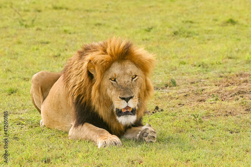 Lion Panthera leo couch   au regard per  ant en safari big five Kenya