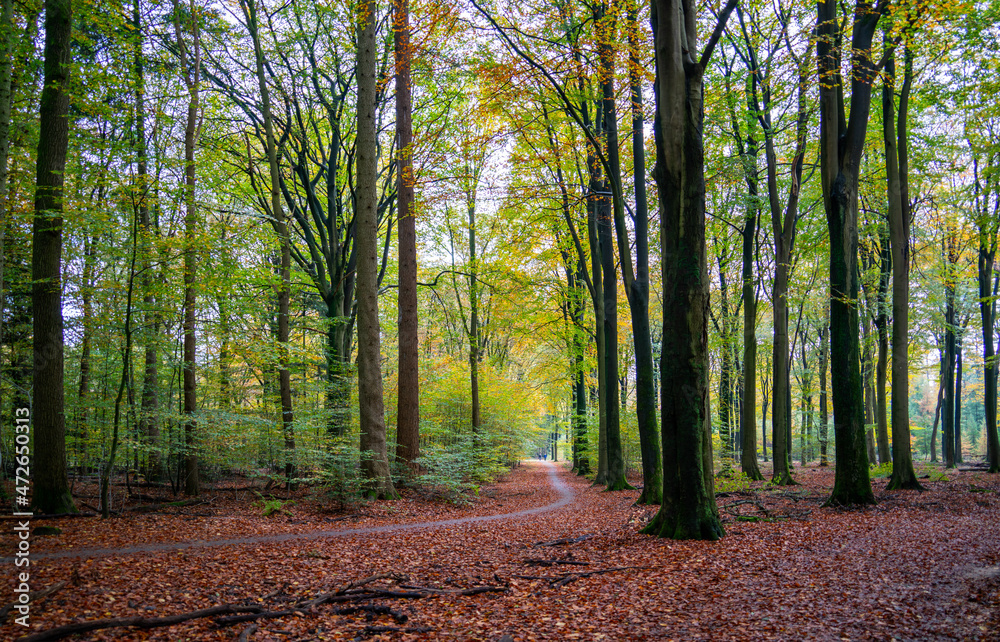 Fototapeta premium Sunny autumn day in the forest between Putten and Ermelo, Netherlands 