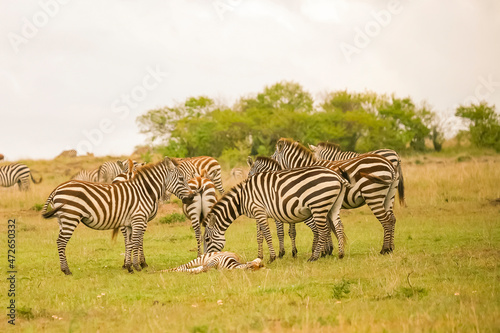 z  bre de Burchell Equus burchelli avec un jeune  b  b   Afrique Kenya