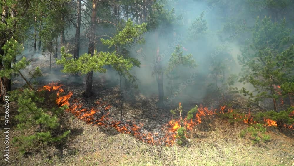 Forest fires. The forest burns on a sunny day. Nobody Forest fires. The forest burns on a sunny day. Nobody