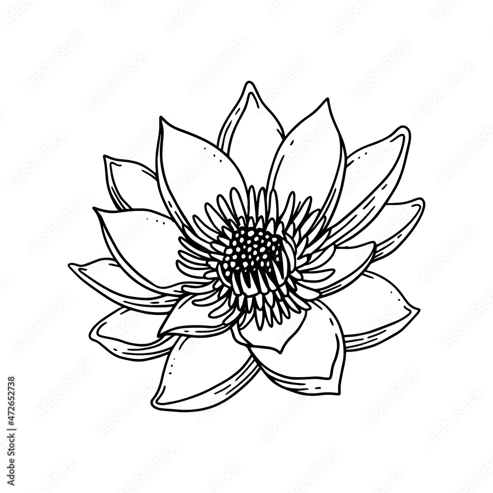 a beautiful flower illustrated in outline style. flower hand drawn illustration collection for floral design. an element decoration for wedding invitation, greeting card, tattoo, etc. a beautiful flower illustrated in outline style. flower hand drawn illustration collection for floral design. an element decoration for wedding invitation, greeting card, tattoo, etc.