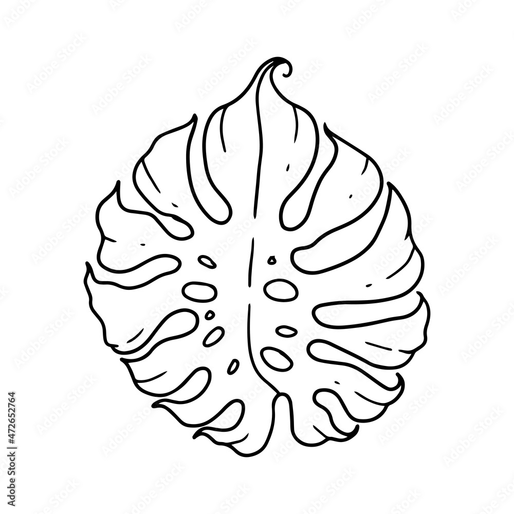 the outline illustration of monstera leaf. decorative element of ornamental house plant illustrated in vector hand drawn. a beautiful drawing for any floral theme design. the outline illustration of monstera leaf. decorative element of ornamental house plant illustrated in vector hand drawn. a beautiful drawing for any floral theme design.