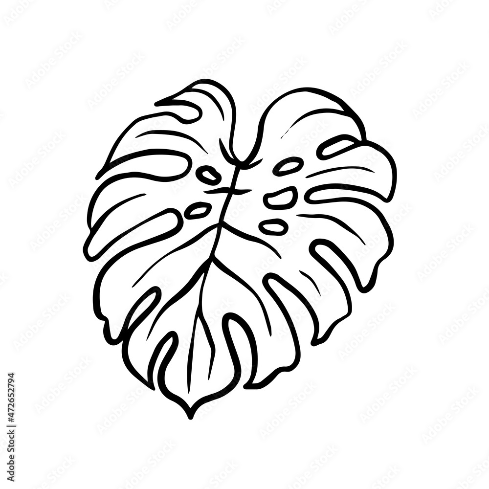 the outline illustration of monstera leaf. decorative element of ornamental house plant illustrated in vector hand drawn. a beautiful drawing for any floral theme design. the outline illustration of monstera leaf. decorative element of ornamental house plant illustrated in vector hand drawn. a beautiful drawing for any floral theme design.