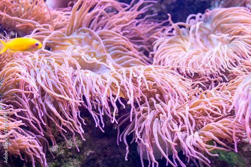 Bright underwater marine Pink Anemones as a part of a coral reef ecosystem in the sea aquarium close up.