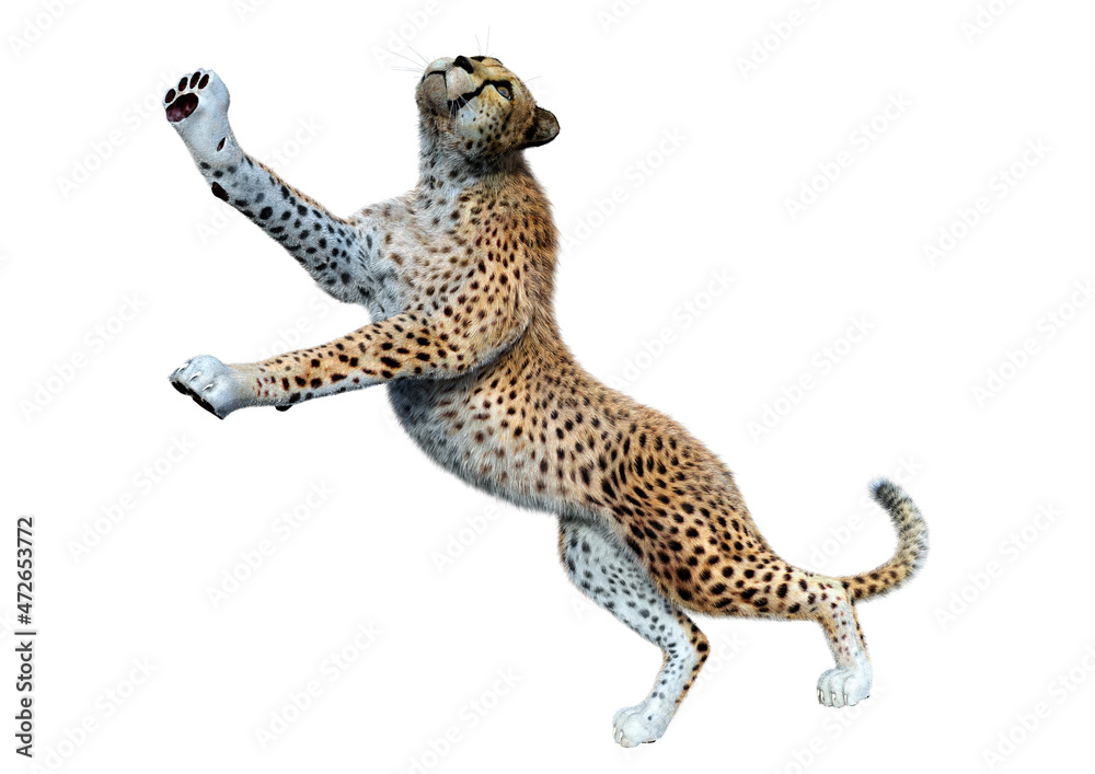 Obraz premium 3D Rendering Big Cat Cheetah on White