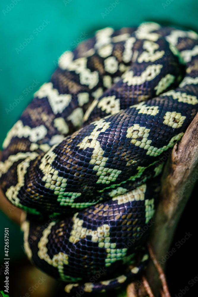 Obraz premium Decorative snakes in the aquarium at the zoo bask in the sun.