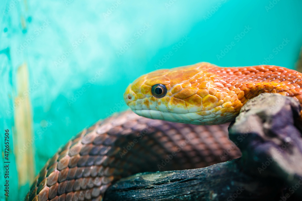 The Patola python snake, also known as the bush python, is a non ...