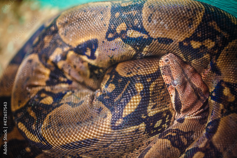 ball python on a brown wood color.Purple Albino Ball Python on white background. ball python on a brown wood color.Purple Albino Ball Python on white background.