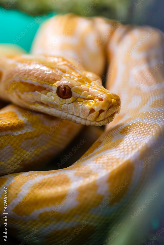 White And Yellow Python