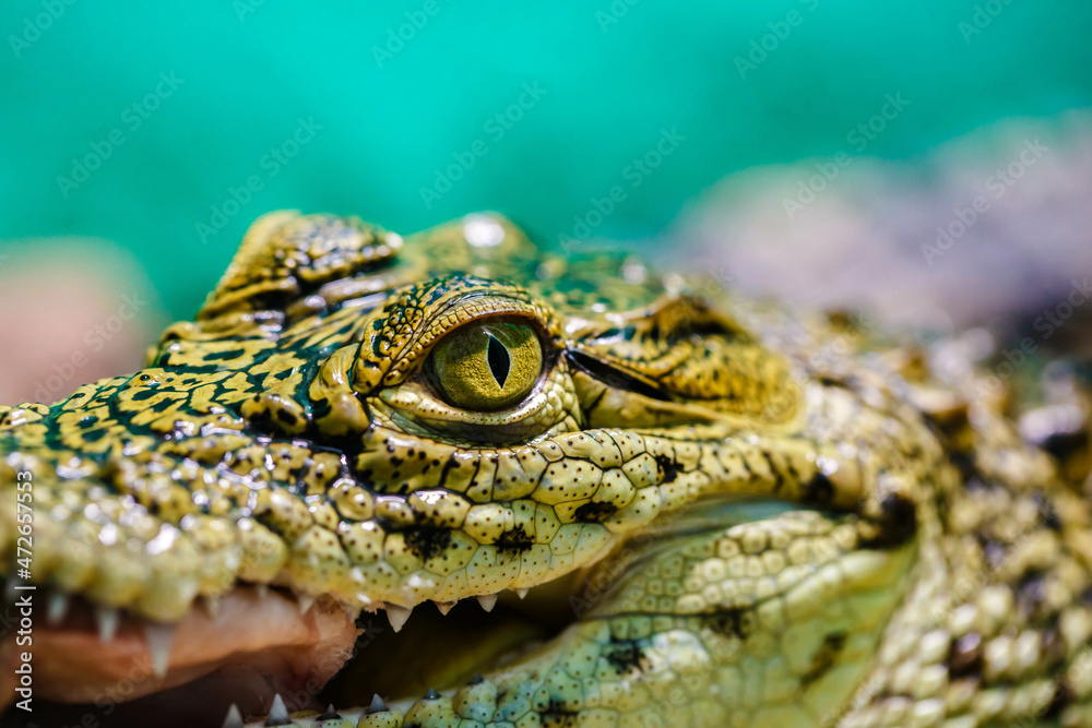 Fototapeta premium Feed the crocodile fresh meat at the zoo. Close-up