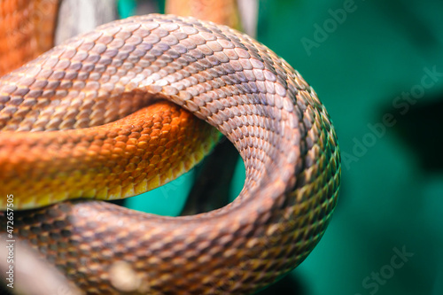 The Patola python snake, also known as the bush python, is a non-venomous snake native to Indonesia, Papua New Guinea and Australia. photo