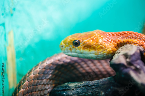The Patola python snake, also known as the bush python, is a non-venomous snake native to Indonesia, Papua New Guinea and Australia. photo