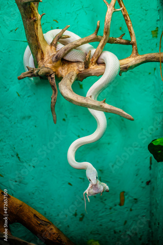 An adult female boa constrictor eats a rat. Contact zoo