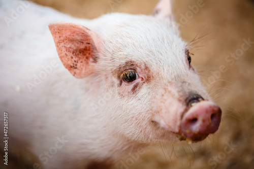 Piglet waiting feed. Pig indoor on a farm yard. swine in the stall. Portrait animal.