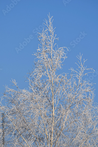 Birch crown covered with frost.